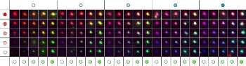 Self-Assembling Reagents Enable Highly Multiplexed Tagging and Microscopic Imaging of Complex Samples