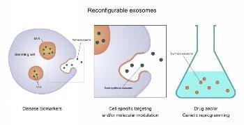 Exosomes Offer Enormous Potential as a Basis for Detecting and Treating Disease