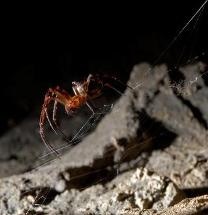 Graphene-Based Materials Boost the Properties of Silk Made by Spiders