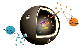 Researchers Develop Capsules that Produce Bio-Molecule Glucose-6-Phosphate