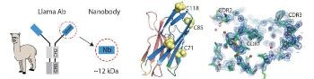Scientists Develop Nanobodies that Could be Labelled on Certain Amino Acids