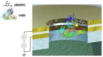 Research on the Ability of Protein to Conduct Electricity Like Metals