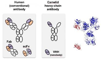 Novel Nanoscale Platform to Regulate Degradation in Cells
