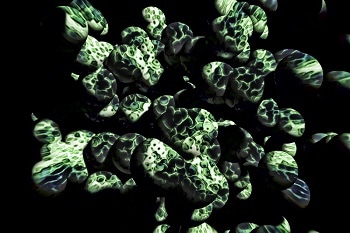 Nature Inspires Non-spherical Drug Delivery Nanoparticles
