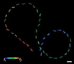 Biotemplates Innovation Opens Path for Cost-Effective Nanobots
