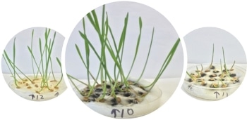 Study Finds Purified Carbon Nanotubes Dispersed in Water Promoted Plant Growth