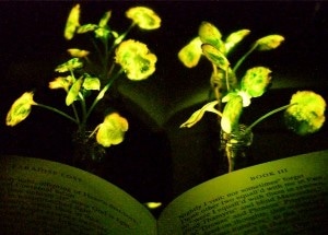 Plants Infused with Luminescence of Fireflies Could Help Reduce Dependence on Artificial Lighting