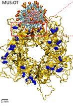 Customized Anti-Viral Nanoparticles Look Effective in Destroying Various Viruses
