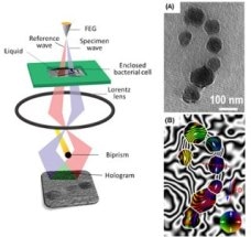 Scientists Use Electron Microscopy to Study Magnetic Fields of Bacterial Cells and Nano-Objects