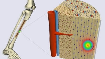 Flexoelectricity Could be Mechanism for Stimulating Cell Response in Bone-Repair Process