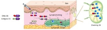 Cancer-Fighting Nanovaccines Activate Immune Cells to Target Tumor