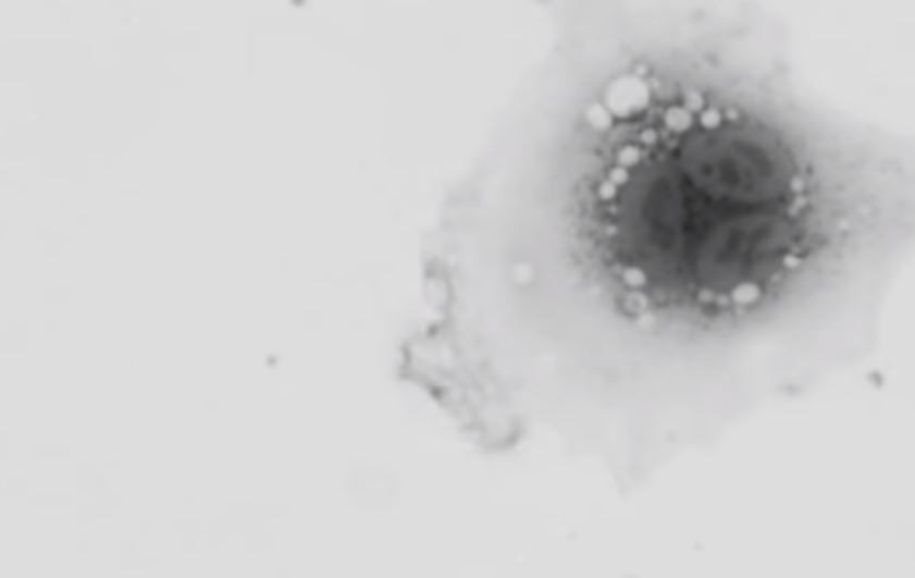 UNF-MSERF Houses State-of-the-Art TESCAN Biological Microscope for Cancer-Fighting Research