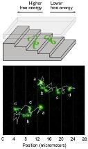 Innovative Method for Measuring Free Energy in Microscopic and Nanoscopic Systems
