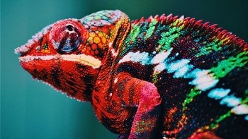 Chameleon-Inspired Nanolaser Holds Promise for Advances in Flexible Displays in Smartphones