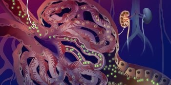 Nanoparticle Drug Delivery System Targets Kidney Disease