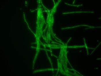 Novel Bionic Mushrooms Combine Cyanobacteria and Graphene Nanoribbons to Make Electricity