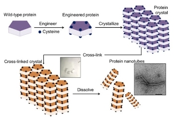 Researchers Successfully Build Nanotubes from Protein Crystals