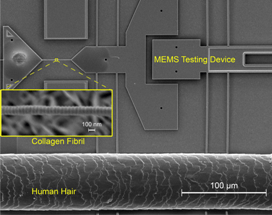 New Study Offers Interesting and Unforeseen Findings on Collagen Fibrils