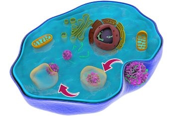 Researchers Develop a Novel Way to Supply Drugs into Cells at Nanoscale
