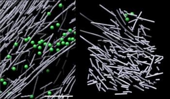 Scientists Identify Dense Actin Filament Nanoscaffold that Promotes Cell Movement
