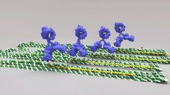 Researchers Use DNA Origami to Enhance Effectiveness of Antibodies Used in Vaccines and Immunotherapy