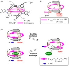 Kanazawa University Research: A Closed Cage-like Molecule that Can be Opened