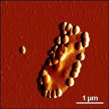 New Insights into the Effects of Food Nanoparticles on the Intestinal Flora