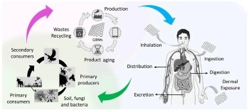 Graphene and Related Materials Safety: Human Health and the Environment