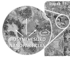 Researchers Investigate Life of Magnetic Nanoparticles Within Cells
