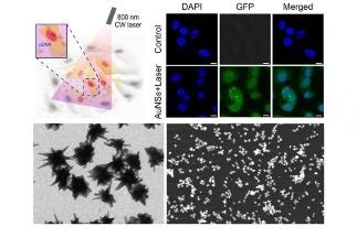 Russian Scientists Create Gold Nano-Stars to Enable Intracellular Delivery