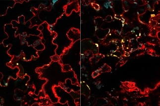 MIT Researchers Use Nanoparticles to Engineer Drought-Resistant Plants