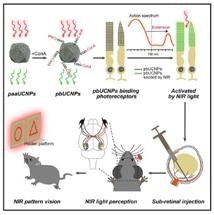 Bio-Integrated Nanoparticles Allow Mice to See Both Infrared and Visible Light