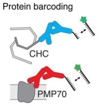 Researchers Use a Single Fluorophore to Simultaneously Image Different Molecules