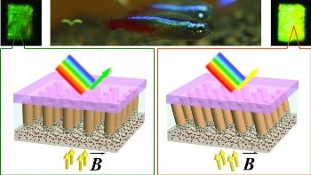 Fish-Inspired Material Changes Color When Orientation of its Nanocolumns are Changed
