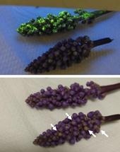 Augmented Plants with Nanomaterials Could Potentially Perform New Useful Functions