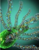 Researchers Solve Mystery Behind Bacterial Nanowire