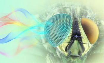 Novel 3D Printed Metamaterials Possess Extraordinary Optical Properties