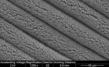 Crumpled Carbon Nanotube Forests Offer a Potential Solution for Advancing Self-Powered Wearable Electronics