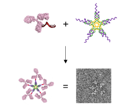 A Novel Method to Design Large Multi-Antibody-Like Nanostructures Using DNA Nanotechnology