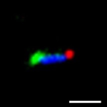 Researchers Design DNA Nanostructures that can Heal Themselves in Serum