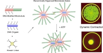 DNA Origami to Create Smooth-Muscle-Like Contractions in Molecular Motors