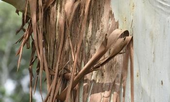 Cost-Effective, Eco-Friendly Method to Produce Graphene from Eucalyptus Trees