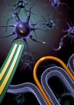 Newly Developed Nanowires can Record Intracellular Signals