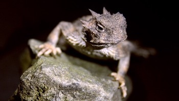 Replicating Nanoscale Fluid-Transporting Structures of Desert Lizards