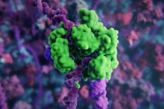 Nanoparticles Deliver CRISPR Gene-Editing Tools for Treatment of Hyperlipidemia