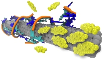 Carbon Nanotubes Could Serve as Sensors in Biomedical Applications