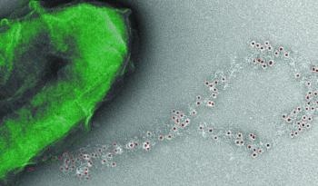 Researchers Tune Nanowire Properties with Peptide “Decorations”