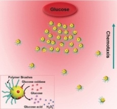 Nanoswimmer Model Helps Understand Chemotactic Motility in Bacterial Swarm