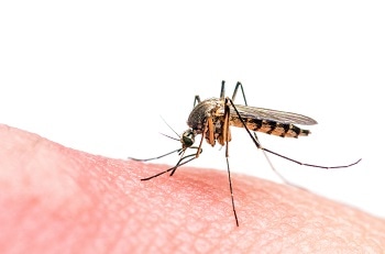 How Graphene-Based Films May Help Protect Against Mosquito Bites