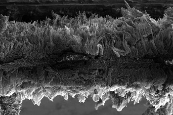 Graphene Filter Traps and Terminates Bacteria